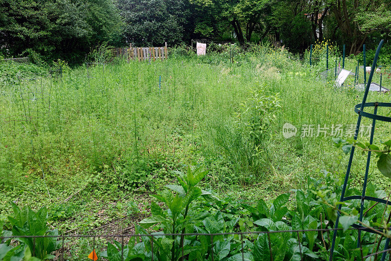 休耕后院城市花园。水平