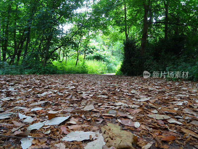 林地路径上干燥落叶的图像，递减的视角