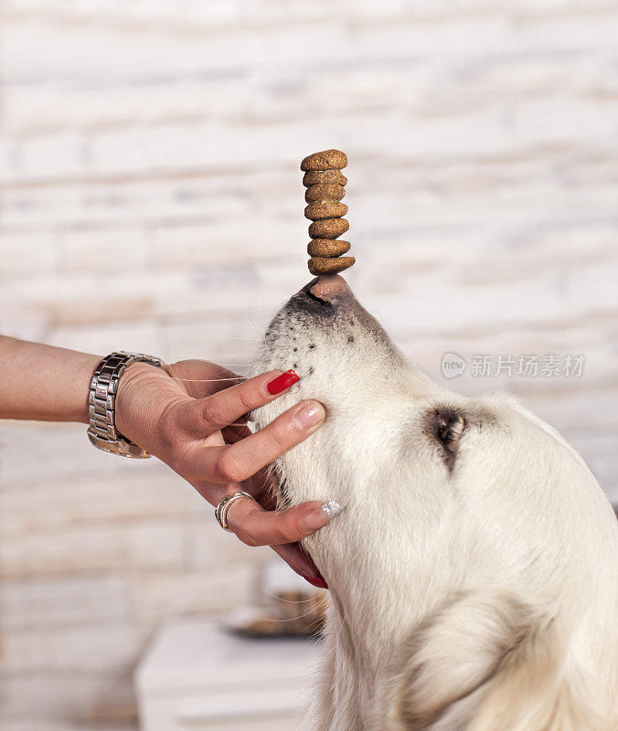 金毛猎犬和狗粮