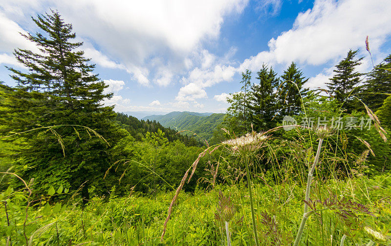 烟雾山林地草细节