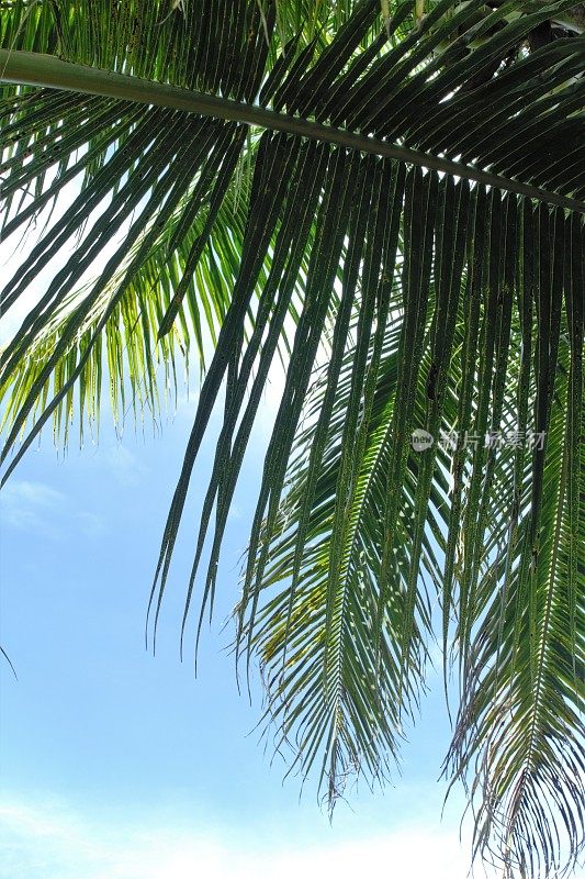 蓝天映衬着棕榈树的叶子