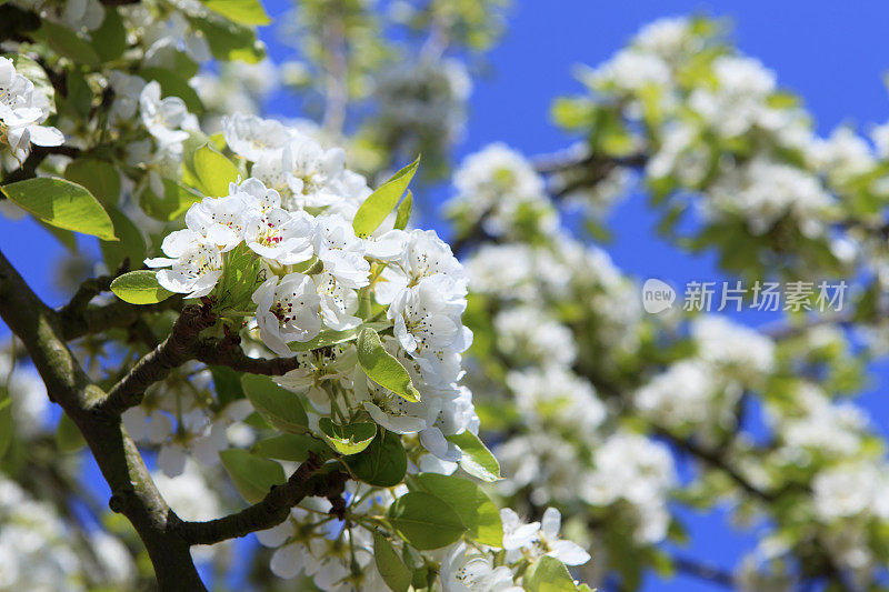 春天一棵苹果树开了花