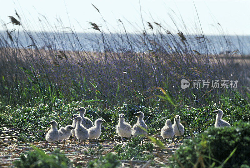 金鸡