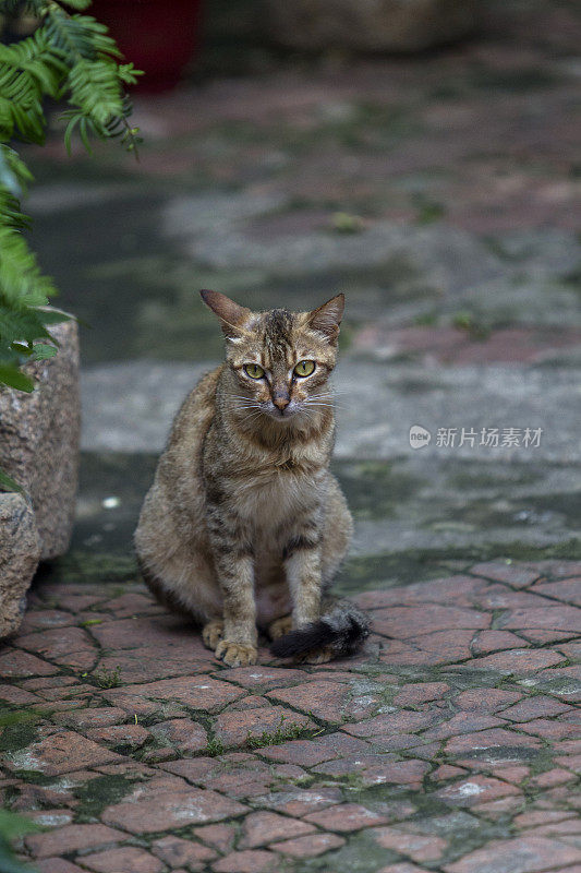 小猫坐在院子的地上