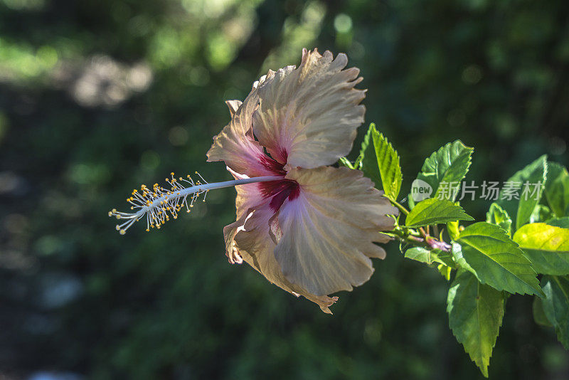 芙蓉花