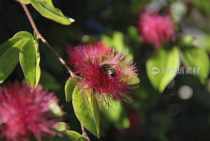 蜜蜂在花园里给花授粉