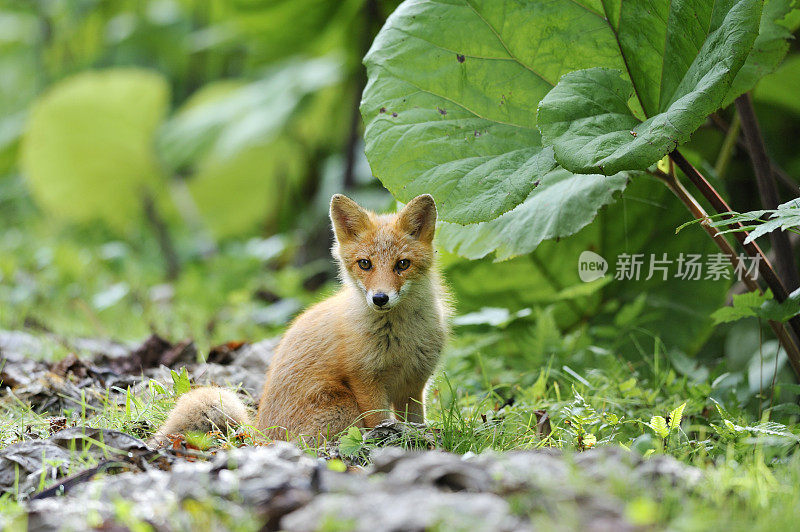 小狐狸