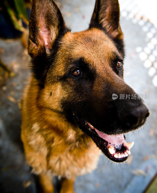 一只德国牧羊犬透过镜头看过去