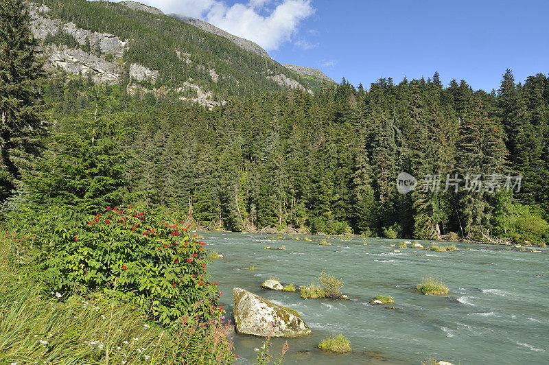 Chilkoot河,阿拉斯加