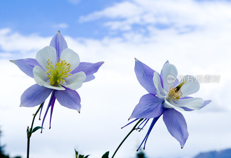 耧斗菜野花与天空