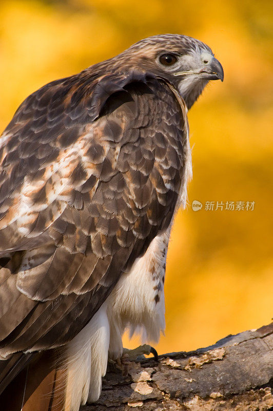 秋天的红尾鹰-猛禽