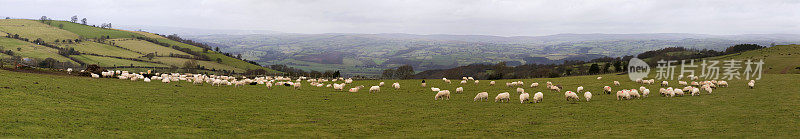 成群的绵羊在威尔士的绿色草地上吃草，全景