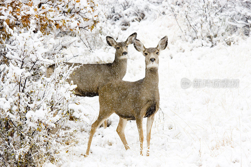 雪中的母骡鹿