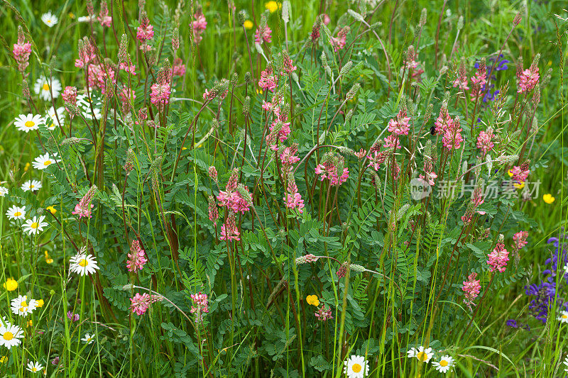 草地上有独尾雀，sainfoin