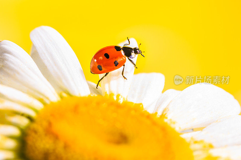 雏菊上的红瓢虫看着拷贝空间