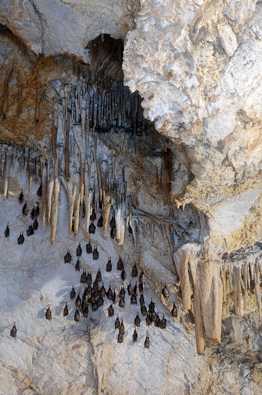 山洞里的蝙蝠