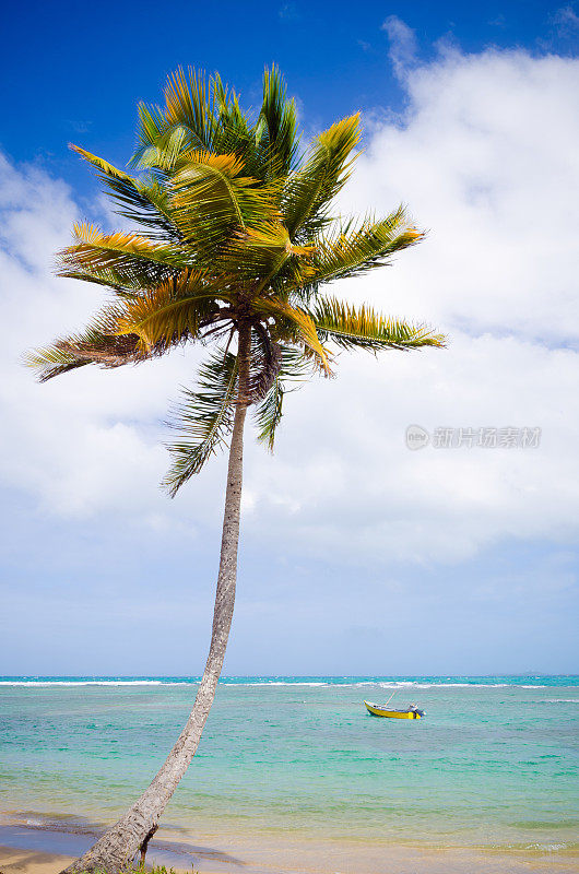 波多黎各蔚蓝海岸的棕榈树和海洋