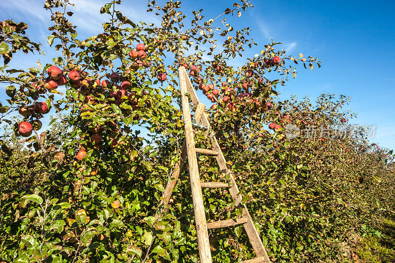 有苹果树的梯子