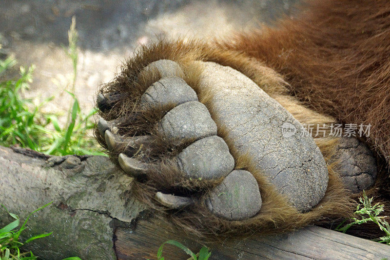 棕熊爪子