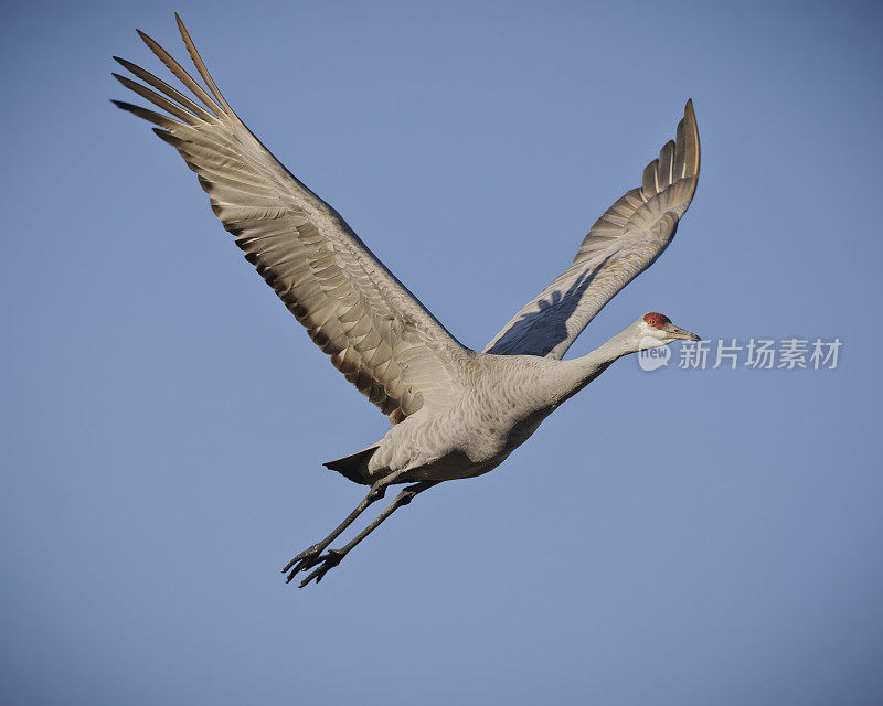 孤立在蓝天上的沙丘鹤