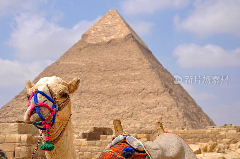 埃及的骆驼