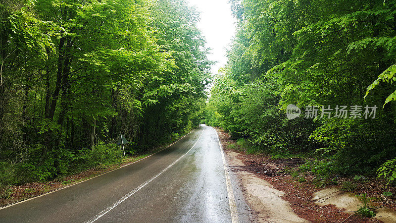 雨森林道路