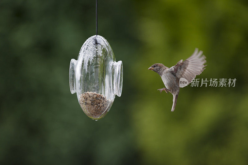 一只麻雀正要进入一个透明的喂食器