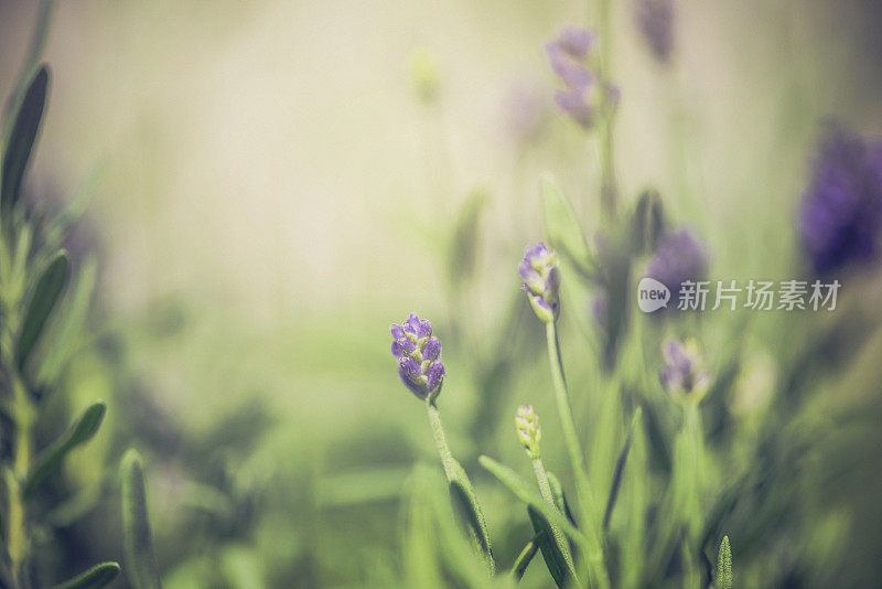 野生植物薰衣草