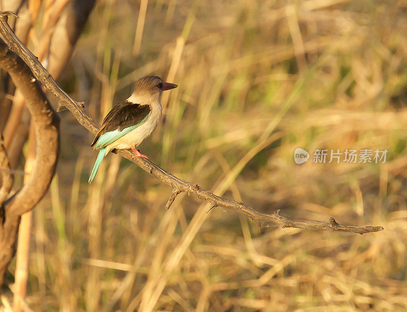 Brown-Hooded翠鸟