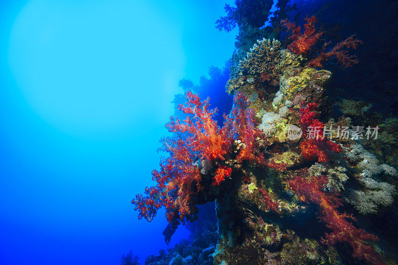 海洋生物-多刺紫堇