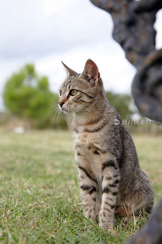 小花猫在草地上