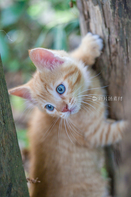 花园里的小猫