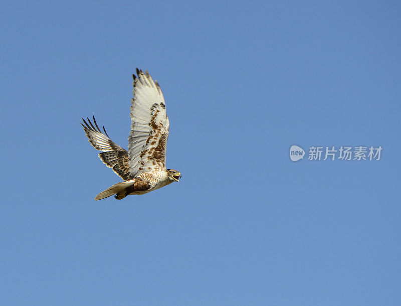 鹰在飞行中显示出美丽的羽毛