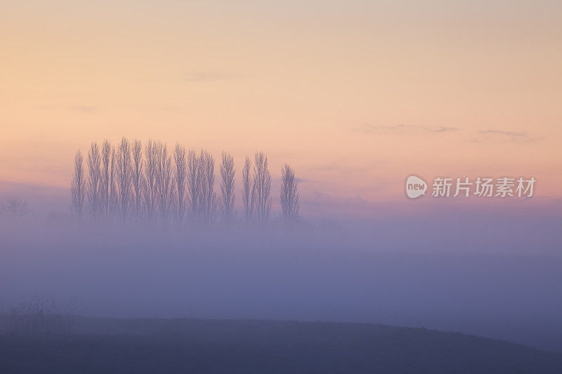 荷兰舍默霍恩，日出时雾气中的杨树
