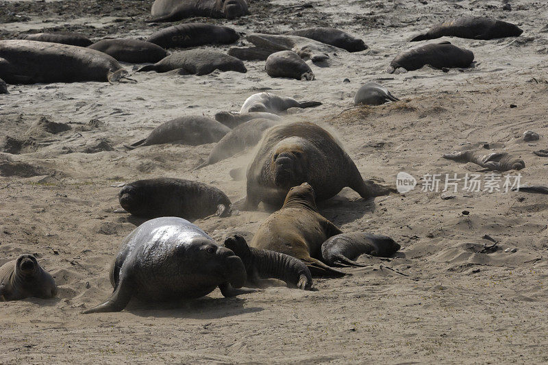 沙滩上的野生象海豹