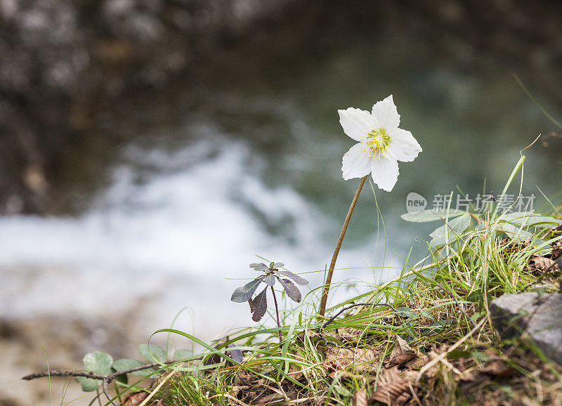 白花对浑水