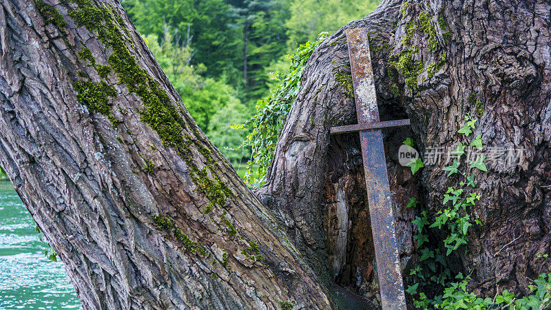 老剑倚在长满苔藓的树皮上