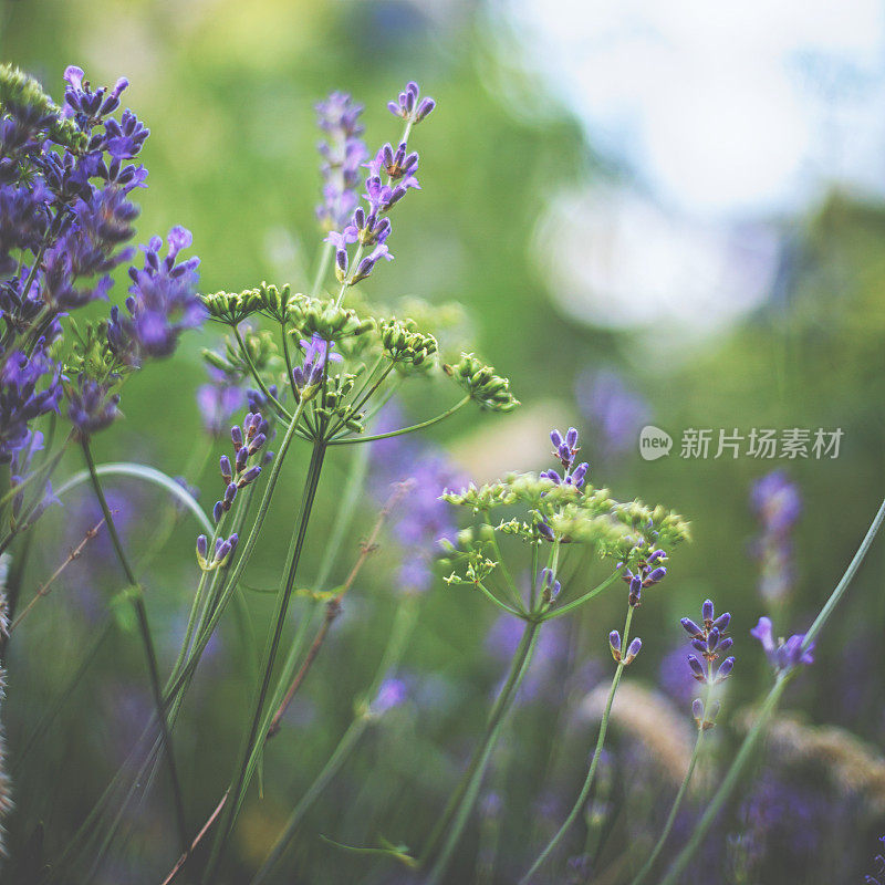 温暖夏日里的薰衣草