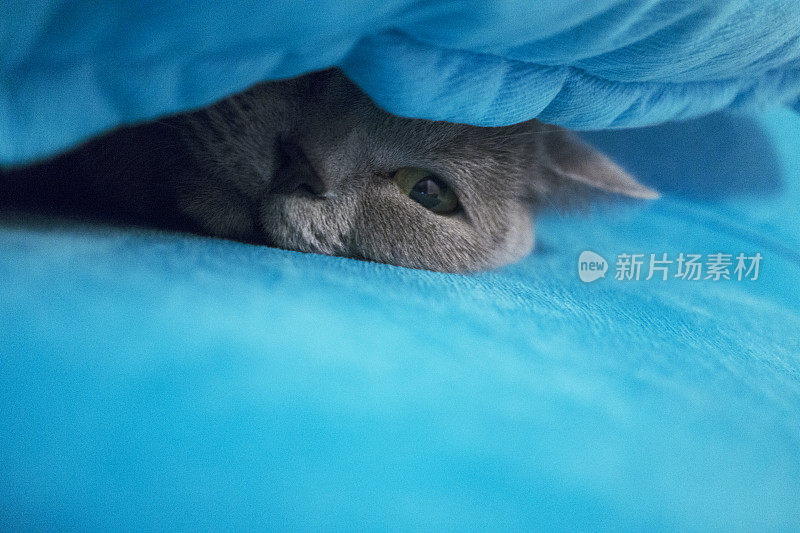 可爱的猫英国短毛猫