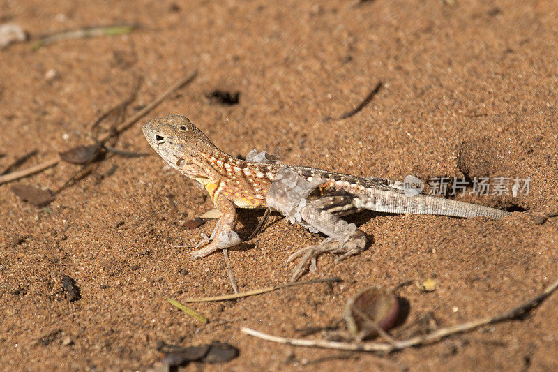 马达加斯加三眼蜥蜴在多刺的沙漠中行走