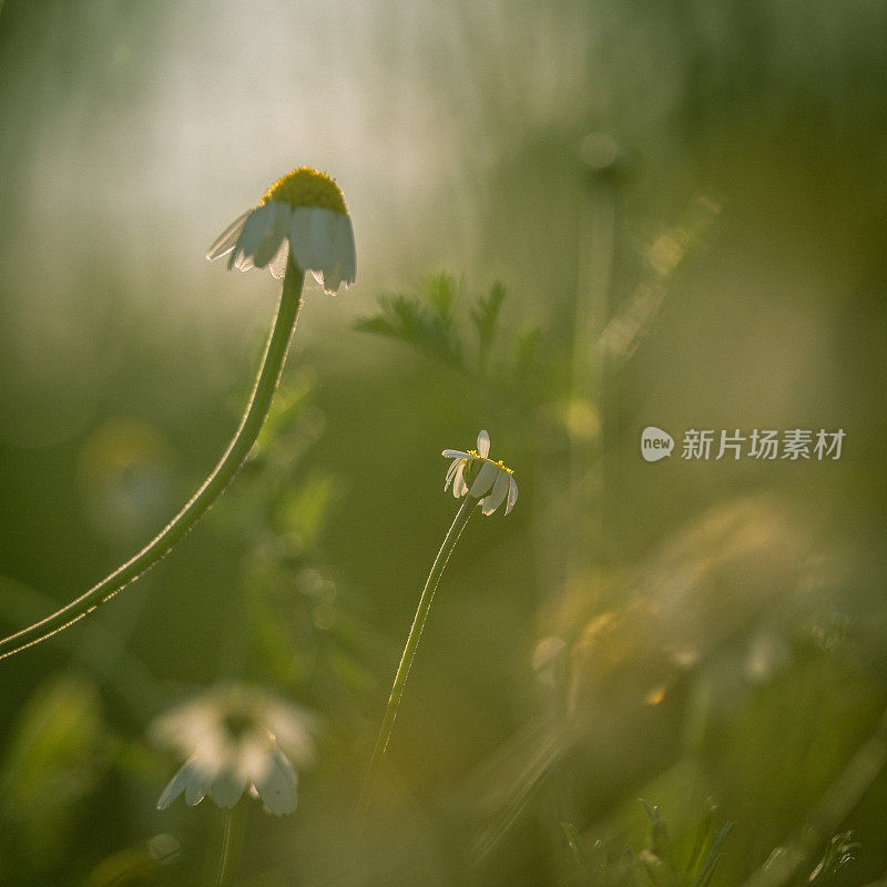 田野里的早晨