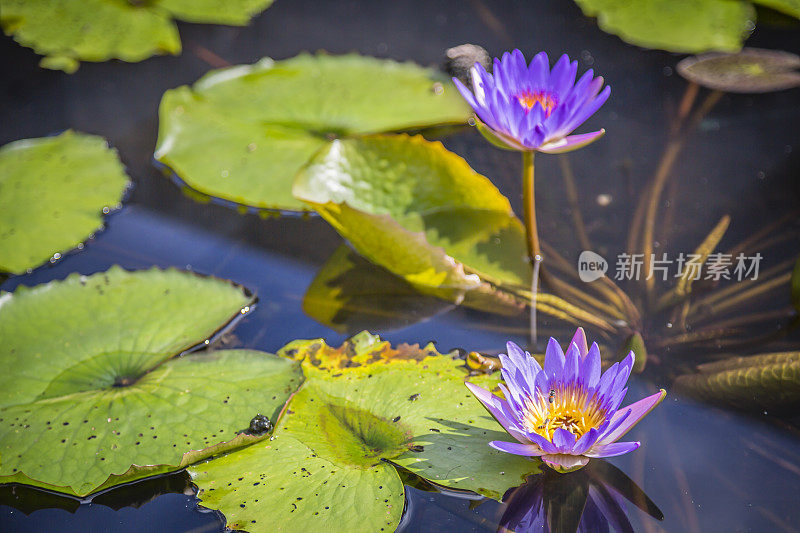 池塘上的蓝荷花，水仙，阿西