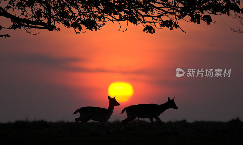 日出时奔跑的鹿