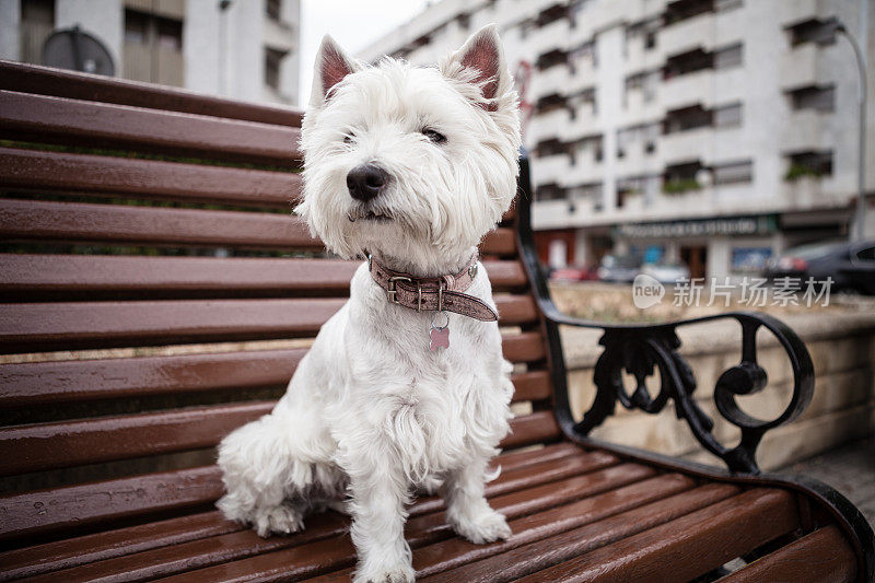 Westie狗在城市街道的长椅上