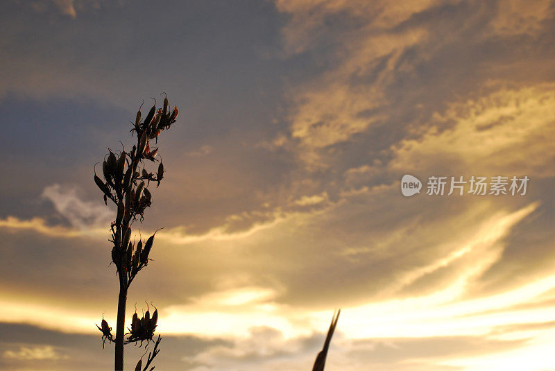 日落和Harakeke(新西兰亚麻)