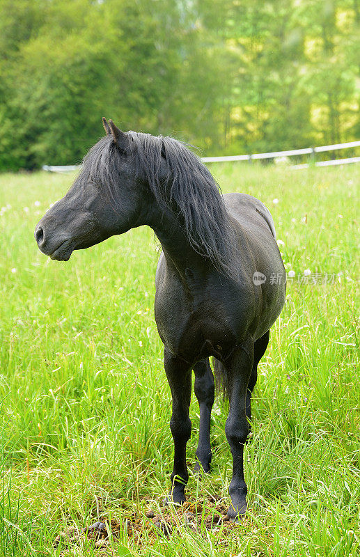 年轻的黑马在绿色的牧场上