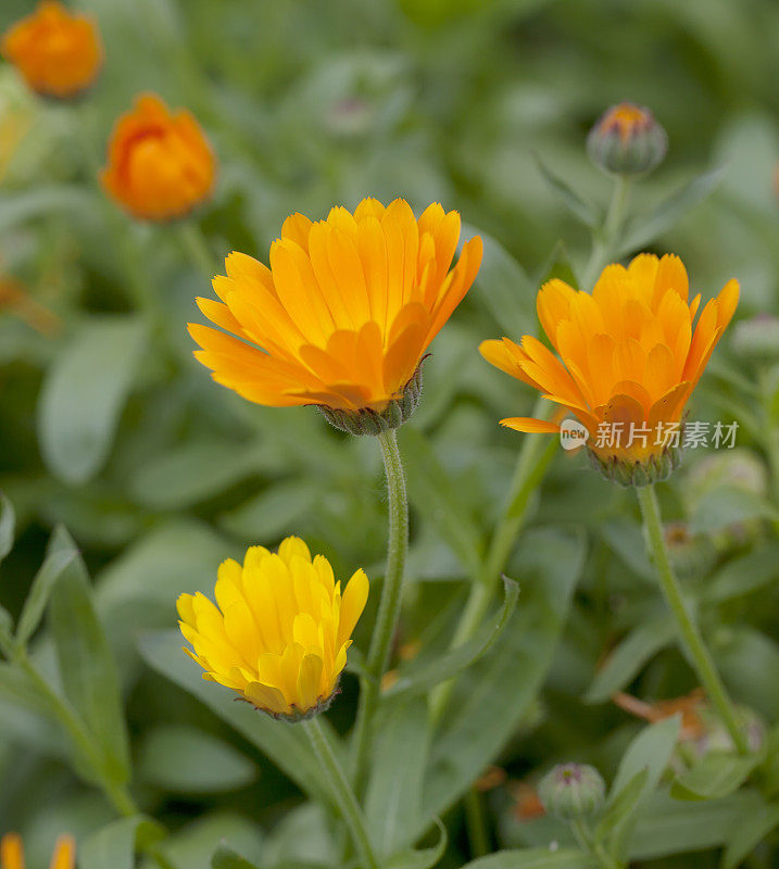 金盏花(金盏花)