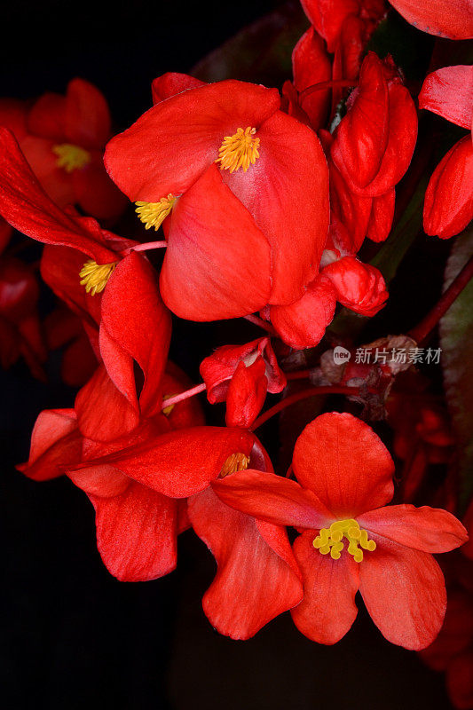 红色的海棠花，深色的背景