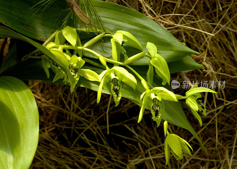 罕见的，奇异的，绿色兰花的小枝
