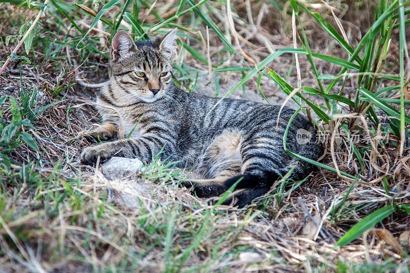 虎斑猫在草地上休息